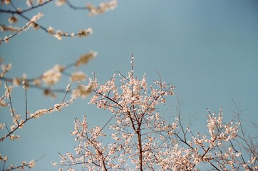 Cherry Blossom