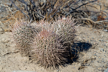 Barrel Cactus in the Death Valley National Park.