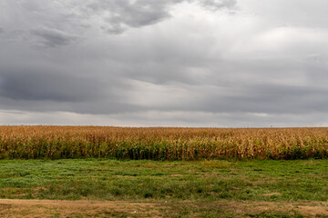 Corn field in Nebraska used for food or energy production.