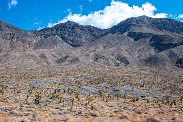 Joshua trees in the desert of Death Valley National Park in Southern California.