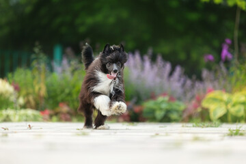 Portrait of chinese crested powderpuff dog running in the flowers garden in summer