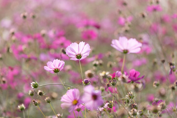 コスモス畑
