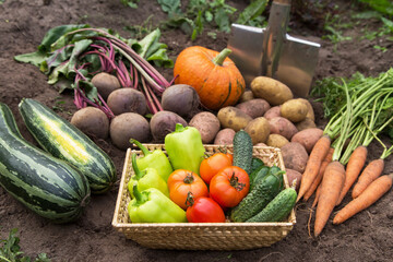 Autumn harvest of different fresh organic vegetables on soil in garden. Freshly harvested carrot,...