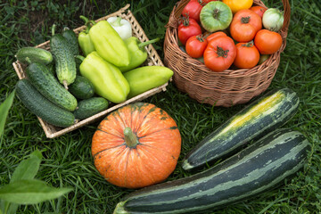 Autumn harvest of different fresh organic vegetables on grass in garden. Freshly harvested pumpkin, zucchini, tomato, pepper and cucumber in basket