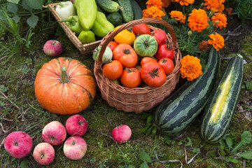 Autumn harvest of different fresh organic vegetables in garden. Freshly harvested pumpkin, apple, zucchini, tomato, pepper and cucumber in basket