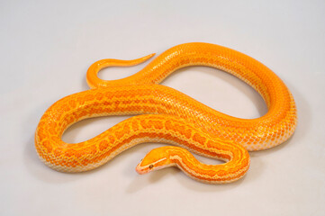 African house snake // Afrikanische Hausschlange (Boaedon fuliginosus / Lamprophis fuliginosus)