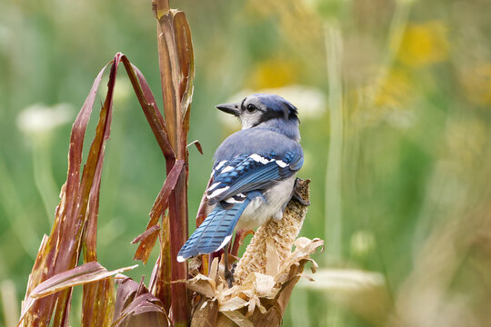 Blue Jay perched on corn stalk
