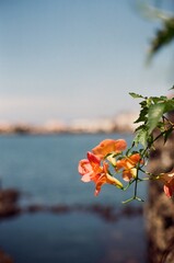 sea and flower