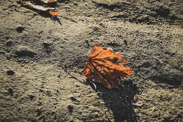 An autumn leaf lies on the sand .