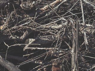 Scary empty wooden plaque lies on dry branches.