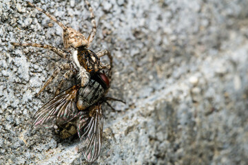 A Salticidae eating a fly that it caught.
Photographed in Ravda, Bulgaria.