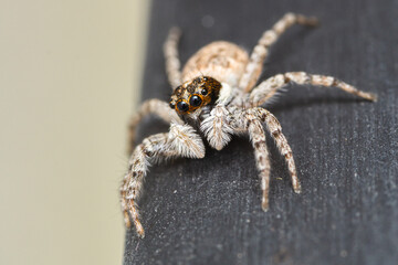 A close up macro photo of a Salticidae (Menemerus semilimbatus).
Caught on the Black seaside of Bulgaria (Ravda).