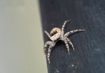 A close up macro photo of a Salticidae (Menemerus semilimbatus).
Caught on the Black seaside of Bulgaria (Ravda).