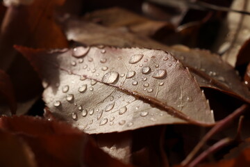 Raindrops on an autumn leaf that fell from a tree.