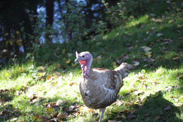 Turkey walks near water on sunny day.