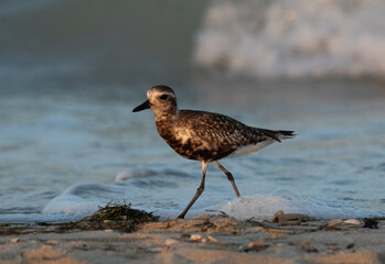 Grey plover at Busaiteen, Bahrain