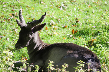 Old deer sits on sun.