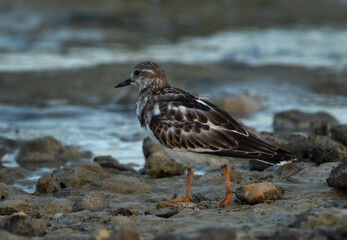 Ruddy Turnstone feeding at Busaiteen coast, Bahrain