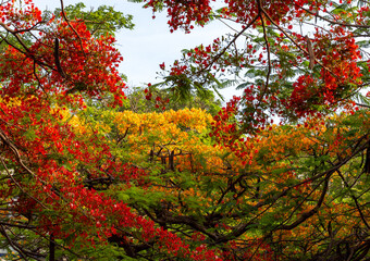 Flowering flamboyant trees, two species, yellow and orange in selective focus with depth of field blur.