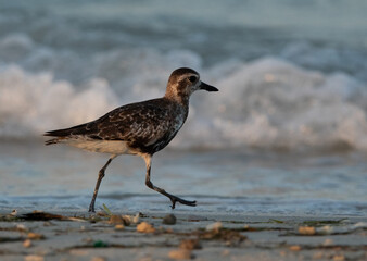 The grey plover is a medium-sized plover also known as Black-bellied Plover