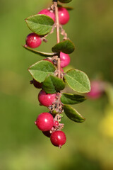 arbre à thé en automne