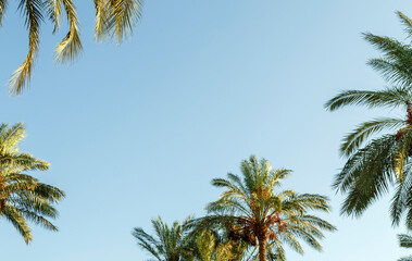 The tops of date palms against a blue cloudless sky.
