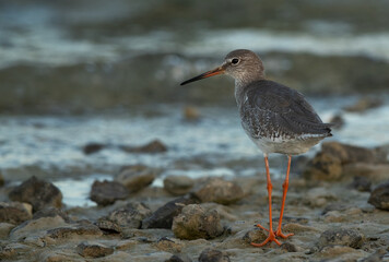 Grey plover feeding at Busaiteen coast of Bahrain