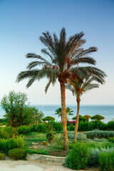 Fototapeta na wymiar A landscape of date palms and green spaces against the blue sky and sea in the background.