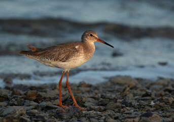 Portrait of a Redshank at Busiateen coast, Bahrain