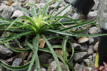 砂利に生えたテッポウユリ