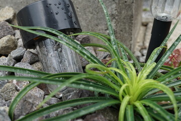 砂利に生えたテッポウユリ