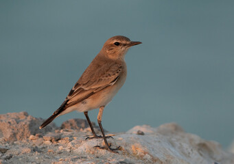Portrait of a Isabelline Wheatear at Busaiteen coast of Bahrain