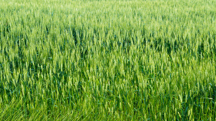 The field of young wheat. Background green grass