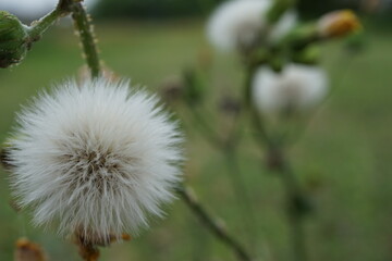 白い状態のセイヨウタンポポ
