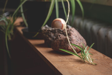 wooden plank with spider plant Chlorophytum comosum, decorative field rock and onyx ball