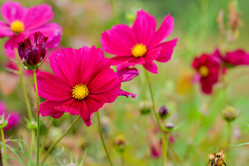 Obraz premium pink cosmos flowers in the garden