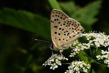 Plebejus argyrognomon (Reverdin's blue) macro photo, taken near Sofia, Bulgaria.