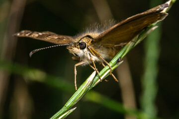 Erynnis tages macro photo, taken near Sofia, Bulgaria.