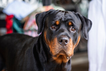retrato de Rottweiler viendo a cámara  muy serio 