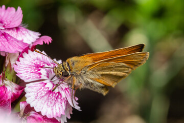 Large skipper drinking nectar from a flower.
Photo taken near Sofia, Bulgaria.
