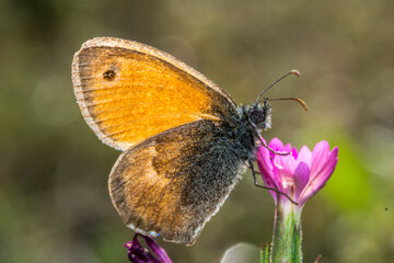 A macro photo of Hyponephele lycaon, taken in Sofia, Bulgaria.