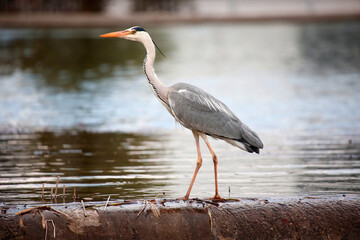 Graureiher (Ardea cinerea), auch Fischreiher am Wasser