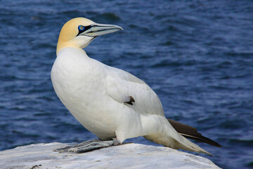 Basstölpel (Morus bassanus) auf Fels 