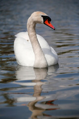 Obraz premium Höckerschwan (Cygnus olor) am Wasser