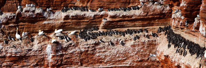 Gepard (Acinonyx jubatus) Raubkatze © Aggi Schmid