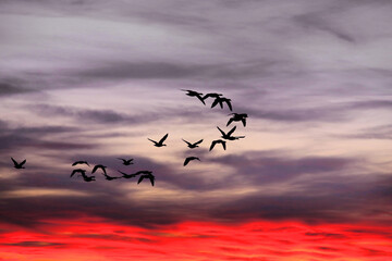Graugans (Anser anser) Gruppe im Flug, Abendrot