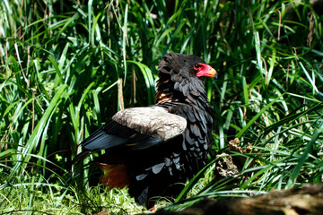  Gaukler (Terathopius ecaudatus) Greifvogelart
