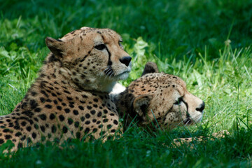 Naklejka na ściany i meble Gepard (Acinonyx jubatus) Paar liegt im Gras