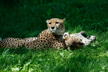 Gepard  (Acinonyx jubatus) Paar liegt im Gras