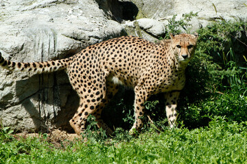 Fototapete bei efototapeten.de bestellen   